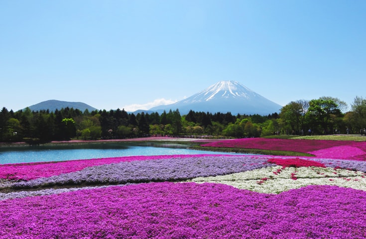 約80万本の芝桜が咲き誇る「富士芝桜」